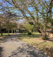 spring in the park