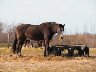 Horse stable, close-up of a horse, spring in nature, horses grazing in paddocks