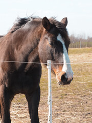 Obraz premium Horse stable, close-up of a horse, spring in nature, horses grazing in paddocks