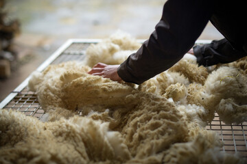 Fototapeta na wymiar view of sheep's wool that has just been shorn