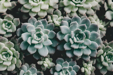 Succulent plantation with wild cactus plants wallpaper background. 