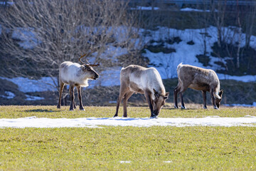 Naklejka na ściany i meble Reindeer on spring pasture at Mo in Brønnøy in municipality,Helgeland coast,Nordland county,Norway