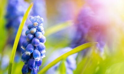 beautiful blue starch grape hyacinth flowers bloom in spring garden.Decorative violet muscari neglectum flower blossom in springtime.Beauty of nature and vibrant colors