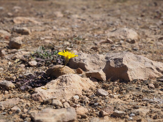 A bright yellow flower grows among stones and dried soil