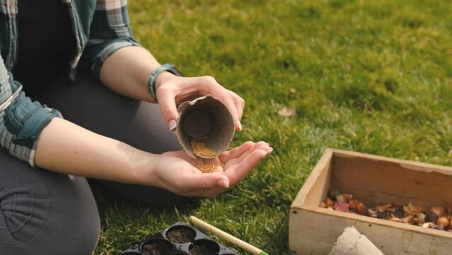 A woman farmer chooses seeds before planting in the ground. Growing vegetable seedlings in spring.