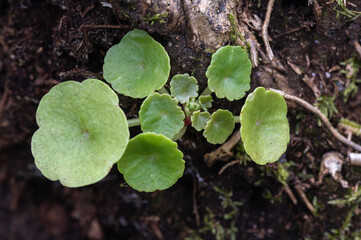 Umbilicus rupestris - Navelwort - Penny-pies-Wall pennywort - Nombril de Vénus - Ombilic de Vénus