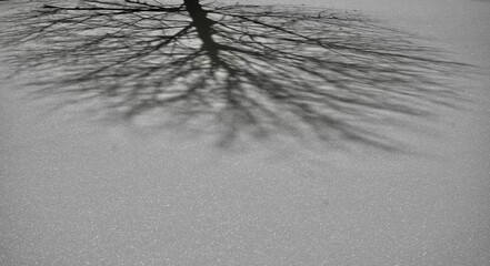 a winter wonderland day in monochrome