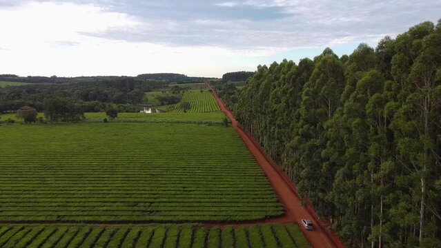 Car passing by Vineyards in Campo Grande, Misiones, Argentina. Aerial Drone Shot.