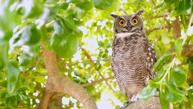 Side view of striking Spotted Eagle-Owl (Bubo africanus) in tree canopy