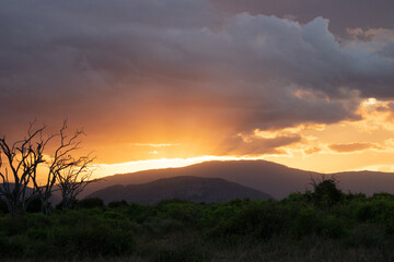 Beautiful landscape in Africa, savanna taken on a safari. beautiful views of Kenya and its animal world. Panorama, sunrise, mountains, clouds and animals in Kenya