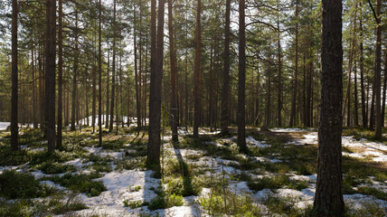 Forest scenery with melting snow. Early spring concept.