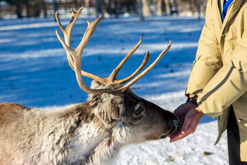 The Sami village of Jukkasjarvi in Kiruna, reindeer free in the snow in Swedish Lapland
