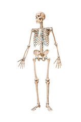Front view of accurate full human male skeleton 3D rendering illustration isolated on white with copy space. Anatomy, blank medical diagram, skeletal system, science, biology concept.