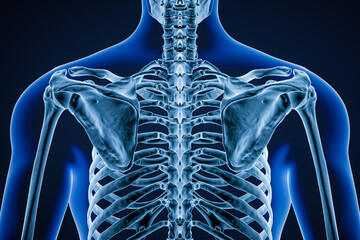 Posterior or back view of accurate human scapula or shoulder bones adult male body contours 3D rendering illustration. Anatomy, osteology, skeletal system, science, biology concept.