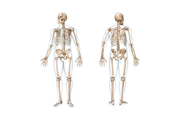 Front and back views of full human skeleton with male body 3D rendering illustration isolated on white with copy space. Anatomy, osteology, skeletal system, science, biology, medical concept.