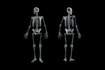 Xray front and back views of full human male skeleton 3D rendering illustration isolated on black background with copy space. Anatomy, osteology, skeletal system, science, biology, medical concept.