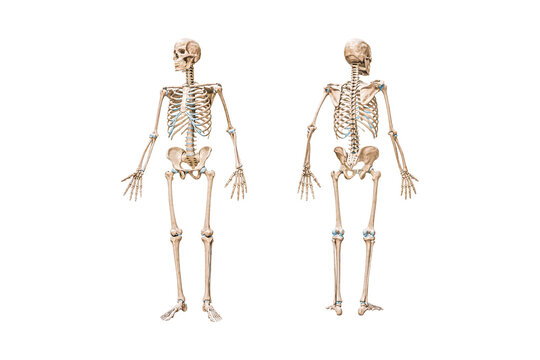 Front and back views of full human male skeleton 3D rendering illustration isolated on white with copy space. Anatomy, osteology, skeletal system, science, biology, medical diagram concept.