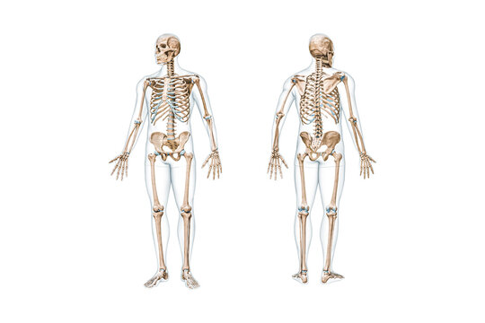 Front and back views of full human skeleton with male body 3D rendering illustration isolated on white with copy space. Anatomy, osteology, skeletal system, science, biology, medical concept.