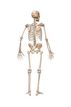 Back view of accurate full human skeleton with male body 3D rendering illustration isolated on white with copy space. Anatomy, blank medical diagram, skeletal system, science, biology concept.