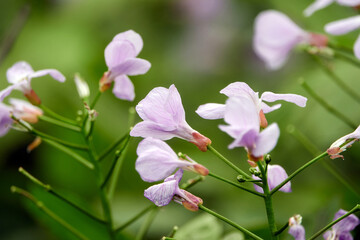 Fototapeta premium Spring flowering. Lilac wildflowers in the forest. Spring flowering. Lilac wildflowers in the forest. Perennial honesty, Lunaria rediviva, blooming in the sun with lilac-white flowers.