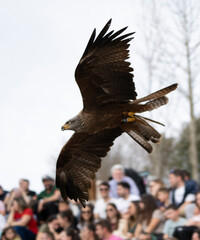 eagle flying fast on a bird exhibition in a nature reserve