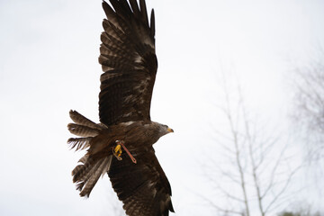 eagle flying fast on a bird exhibition in a nature reserve