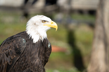 Obraz premium close up shot of an eagle