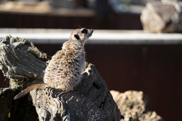 close up shot of a suricata