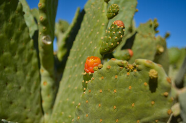 Beautiful plants and trees in El Gouna, Red Sea, Egypt, Africa