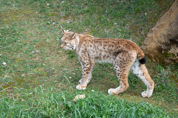 Obraz premium boreal lynx in the grass