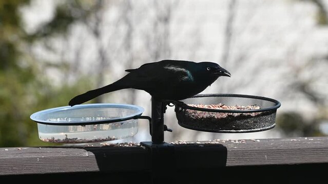 Grackle bird at a bird feeder.