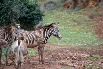 zebras in cabarceno natural reserve in cantabria, spain
