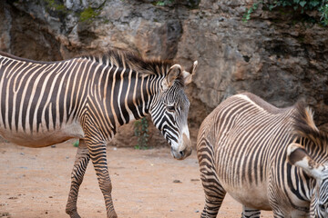 Fototapeta na wymiar zebras in cabarceno natural reserve in cantabria, spain