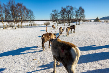The Sami village of Jukkasjarvi in Kiruna, reindeer free in the snow in Swedish Lapland