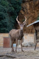 a deer pacing in cabarceno natural park, cantabria, spain