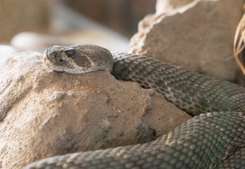 close up shot of a rattlesnake resting in the sand 
