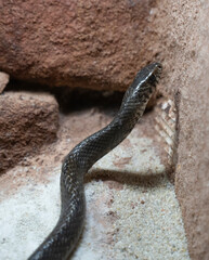 close up shot of a venomous snake