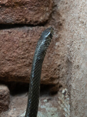 close up shot of a venomous snake