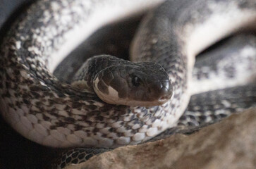 closu up image of a viper snake repting on the ground