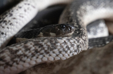 closu up image of a viper snake repting on the ground