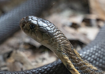 close up shot of a royal cobra (Ophiophagus hannah) repting on he desert arid ground
