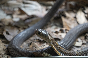 close up shot of a royal cobra (Ophiophagus hannah) repting on he desert arid ground
