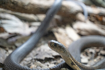 close up shot of a royal cobra (Ophiophagus hannah) repting on he desert arid ground