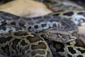 a close up shot of  snake in the ground