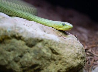 green mamba snake repting on a rock 
