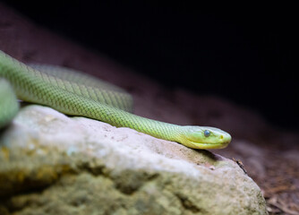green mamba snake repting on a rock 
