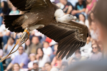 a vulture flying in a bird exhibition
