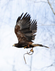eagle flying fast on a bird exhibition in a nature reserve