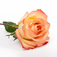 Captivating Closeup of a Single Rose on White Background, Generative AI