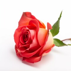 Captivating Closeup of a Single Rose on White Background, Generative AI